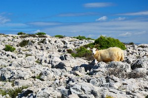 Ovce na ostrove Krk